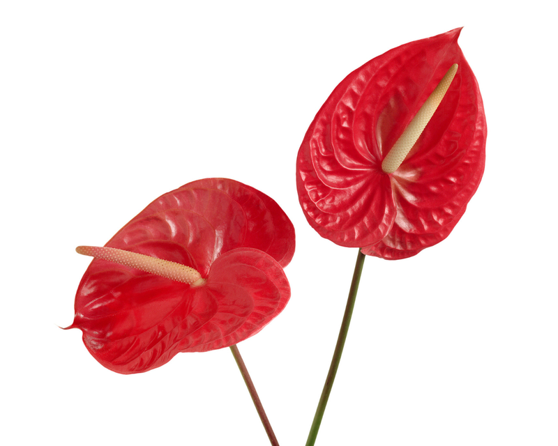 Anthurium