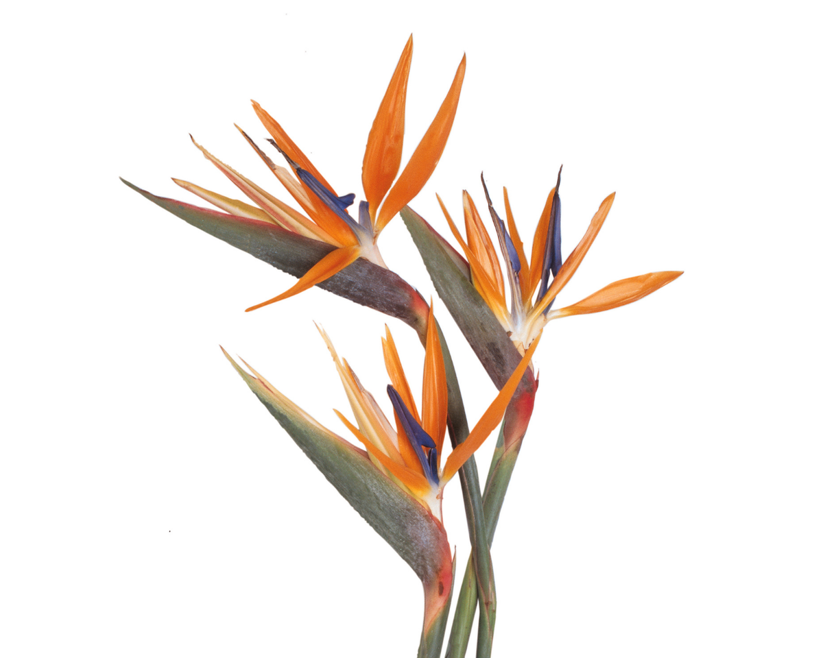 Ave del Paraíso (Strelitzia)