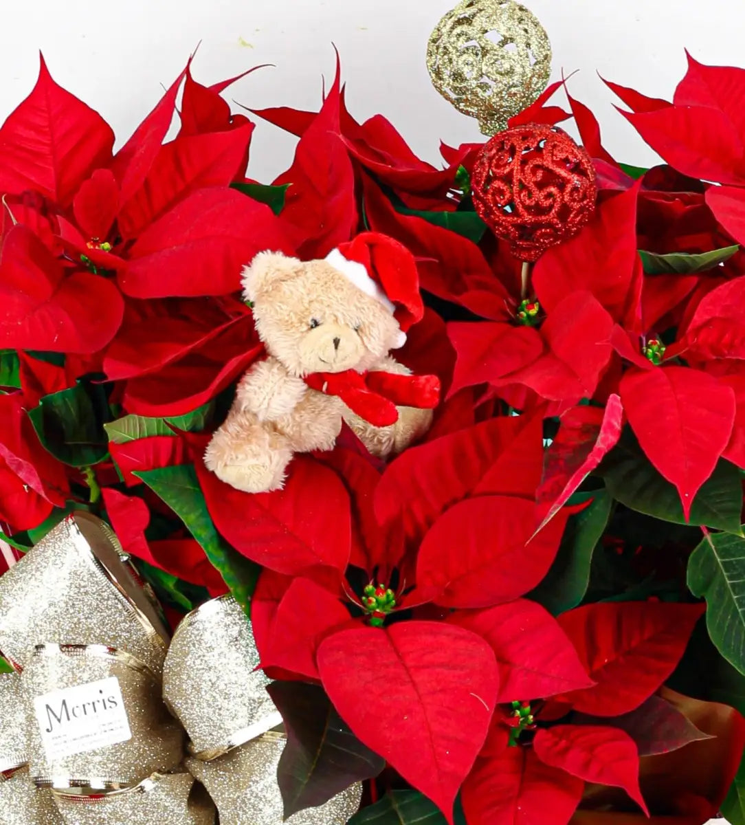 Flores de Navidad