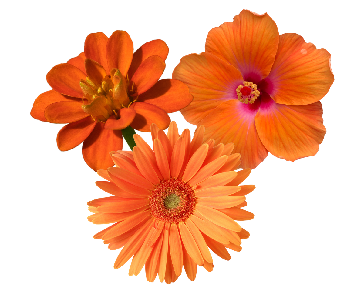 Flores naranjas