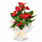 Planta anthurium rojo