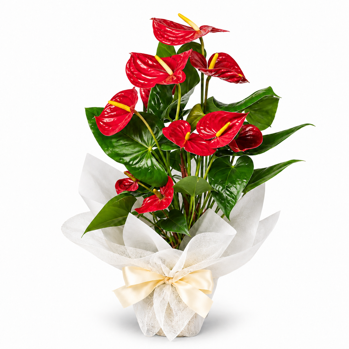 Planta anthurium rojo