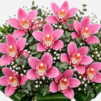 Ramo orquídeas fucsias