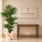 Planta Kentia