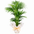 Planta Kentia