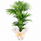 Planta Kentia