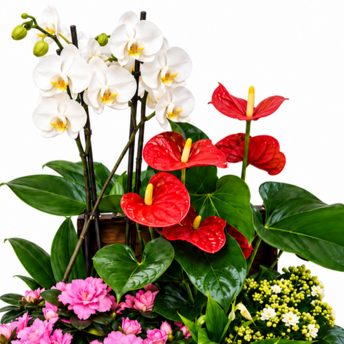 Baul de plantas