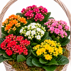 Cesta de plantas kalanchoe
