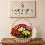 Cesta de plantas kalanchoe