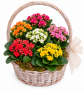 Cesta de plantas kalanchoe
