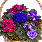 Cesta de plantas violeta africana