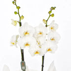 Planta orquídea blanca