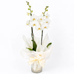 Planta orquídea blanca