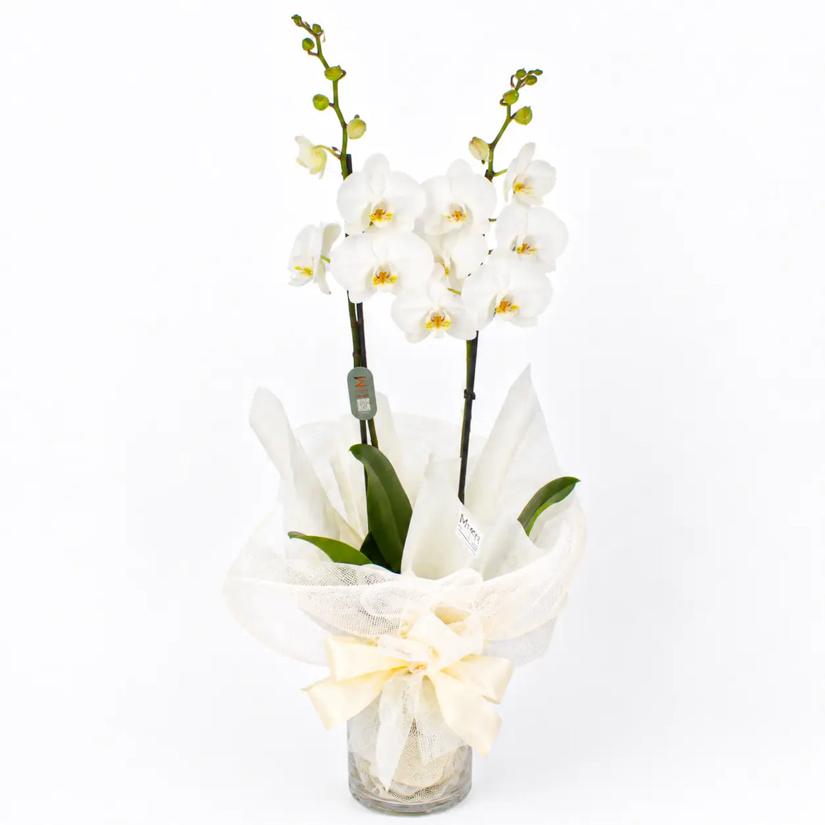 Planta orquídea blanca