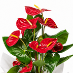 Planta anthurium rojo