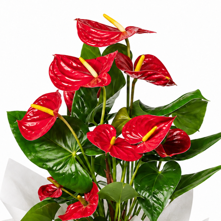 Planta anthurium rojo