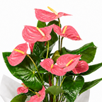 Planta anthurium rosa