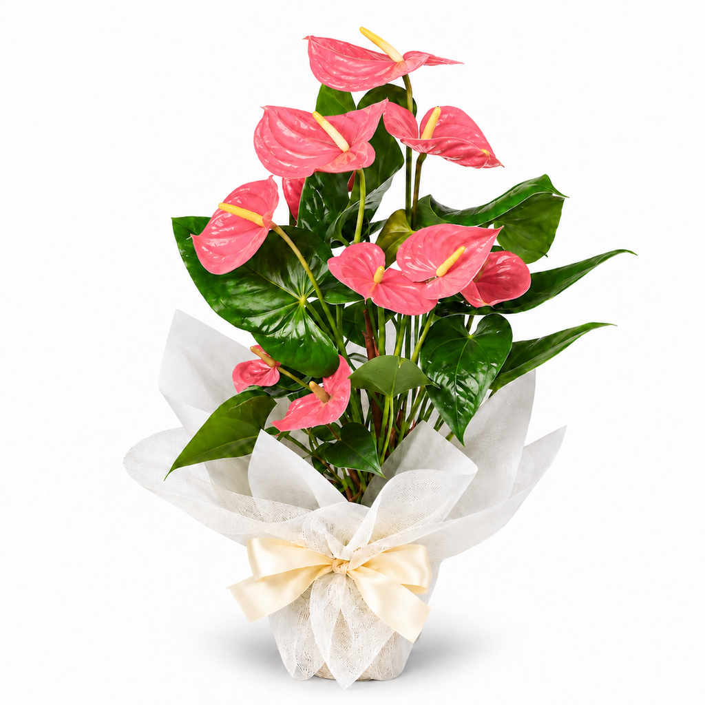 Planta anthurium rosa