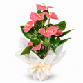 Planta anthurium rosa