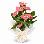 Planta anthurium rosa