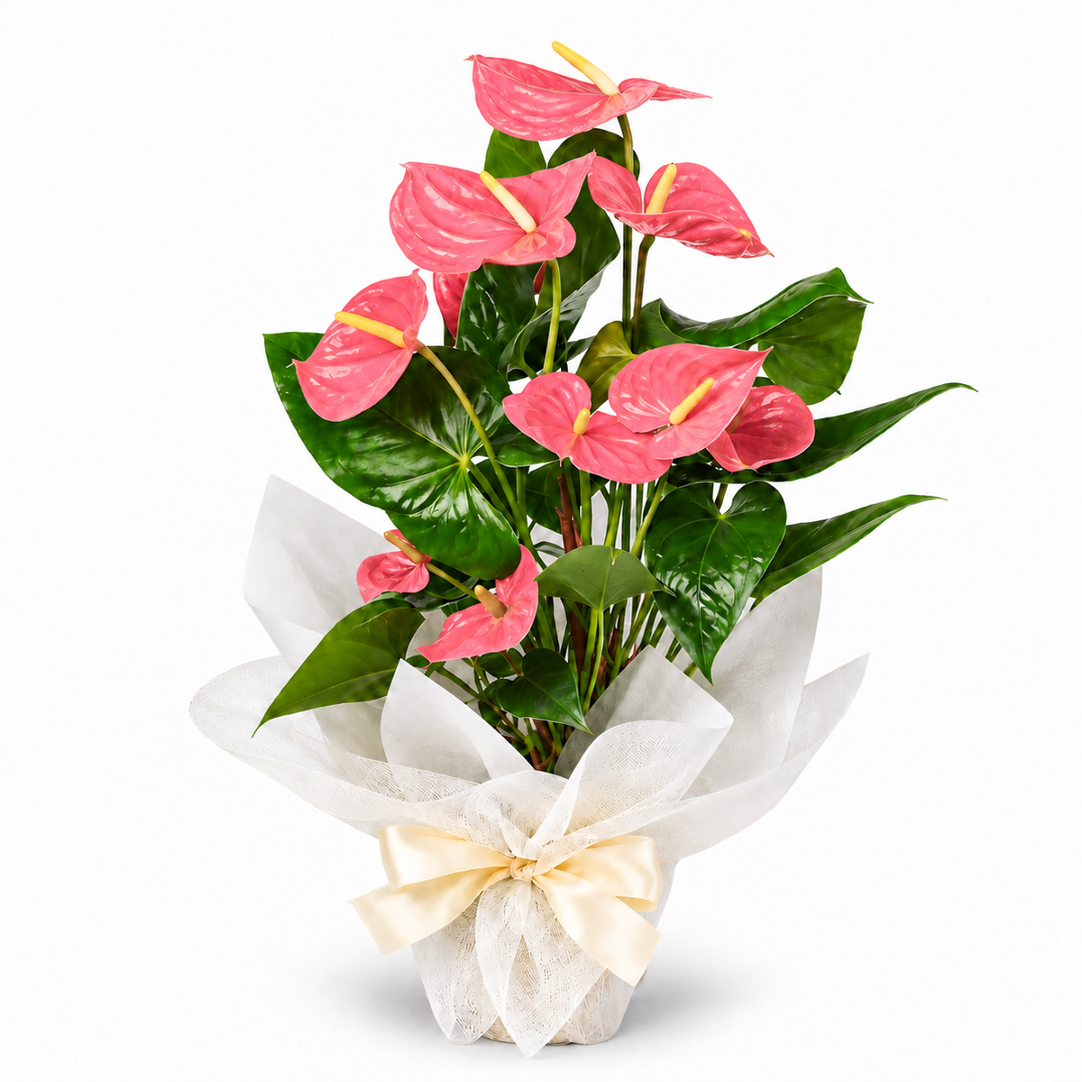 Planta anthurium rosa
