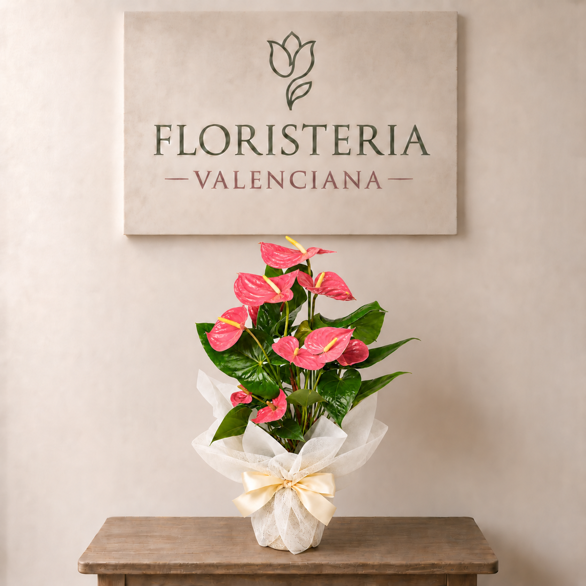 Planta anthurium rosa