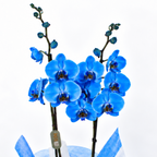 Planta orquidea phalaenopsis con cristal