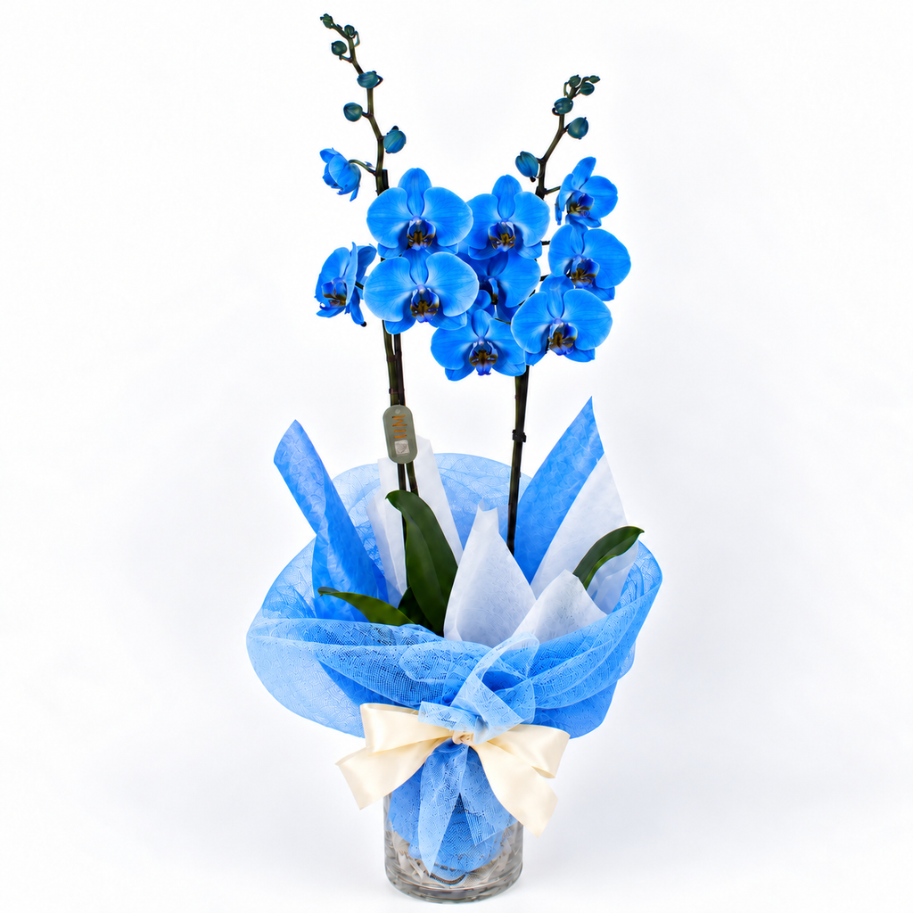Planta orquidea phalaenopsis con cristal