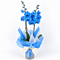 Planta orquidea phalaenopsis con cristal