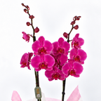 Planta orquidea phalaenopsis fucsia con cristal