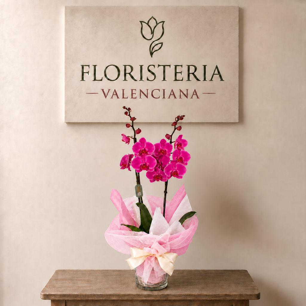 Planta orquidea phalaenopsis fucsia con cristal