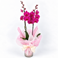 Planta orquidea phalaenopsis fucsia con cristal