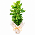 Planta poto