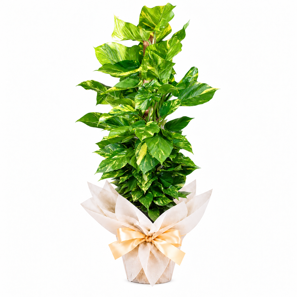 Planta poto