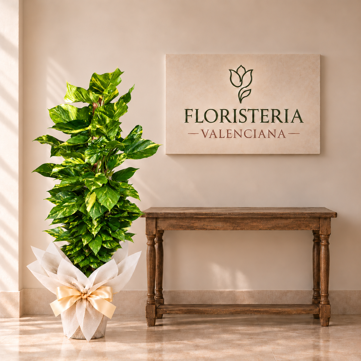 Planta poto