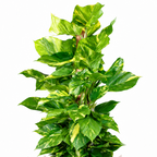 Planta poto