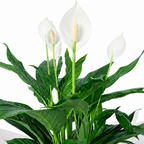 Planta spathiphyllum
