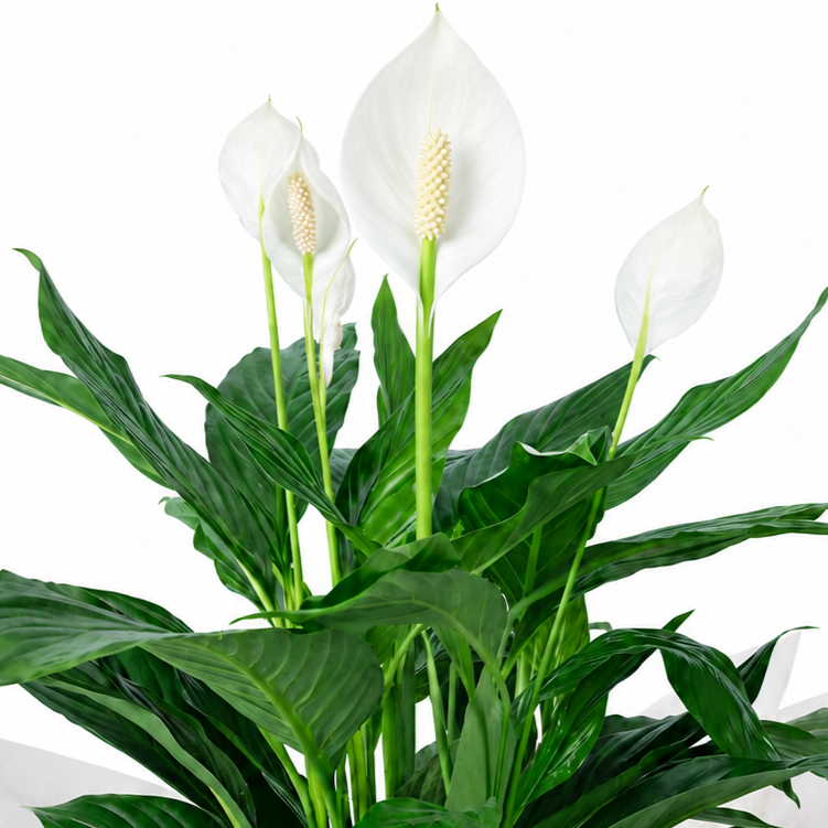 Planta spathiphyllum