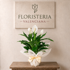 Planta spathiphyllum