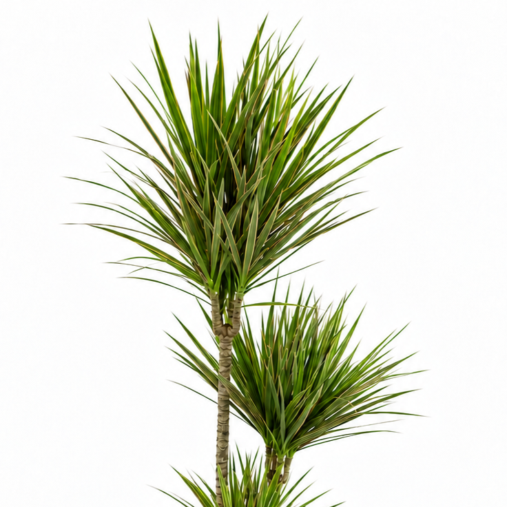 Planta dracena marginata