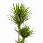 Planta dracena marginata