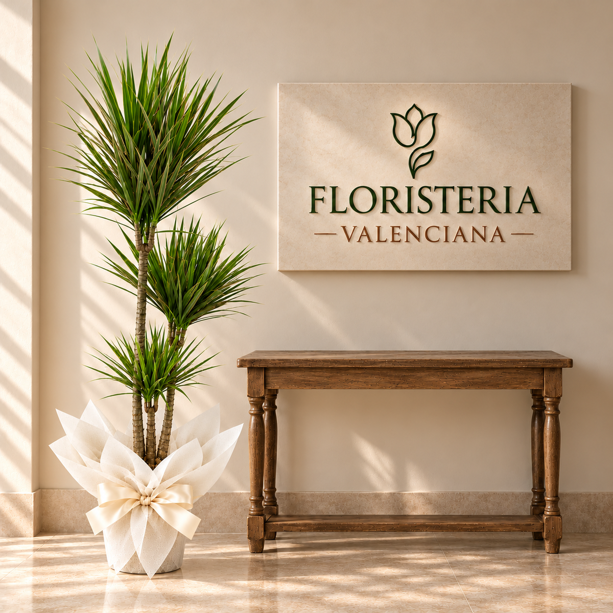 Planta dracena marginata