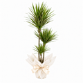 Planta dracena marginata