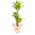 Planta dracena massangeana