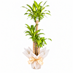 Planta dracena massangeana