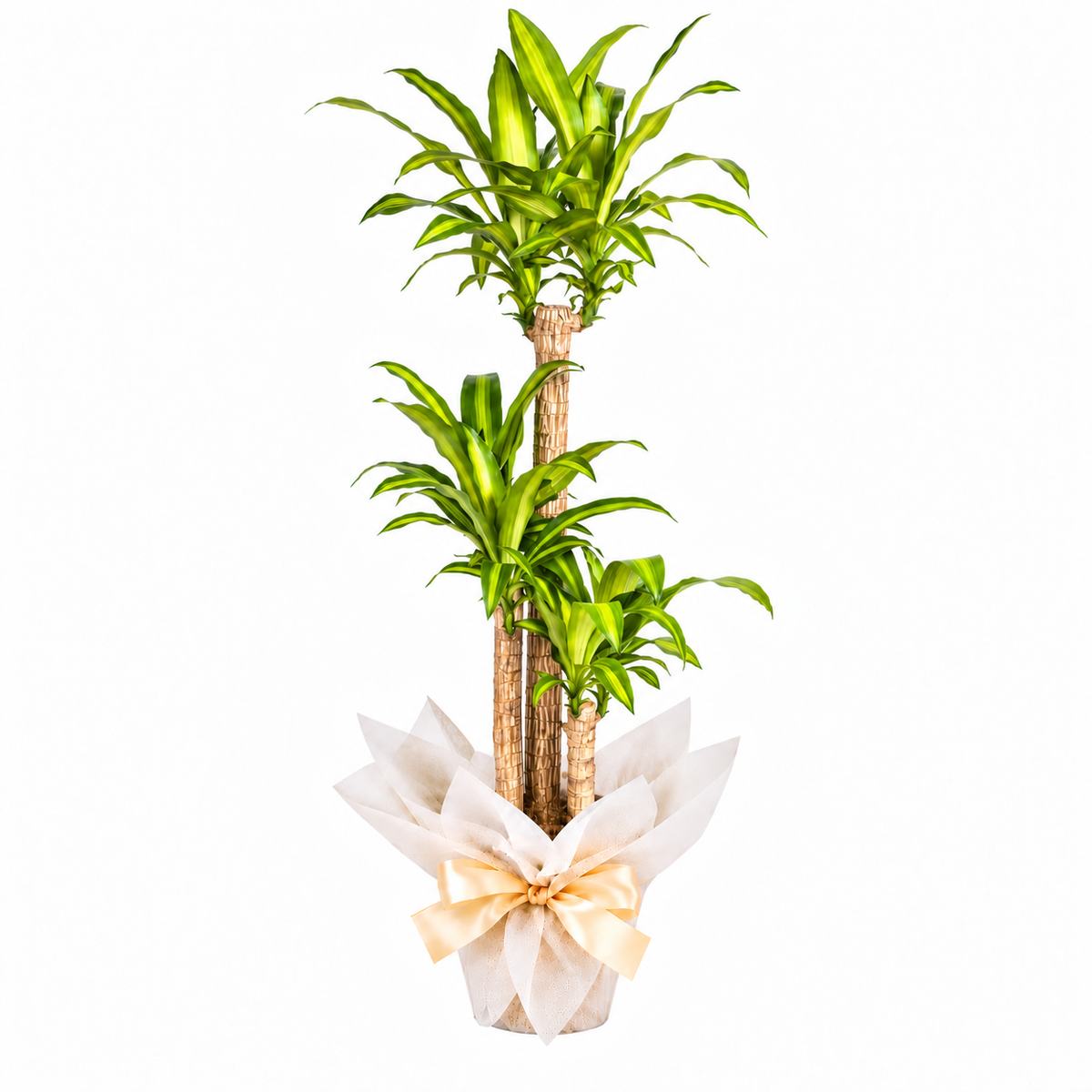 Planta dracena massangeana