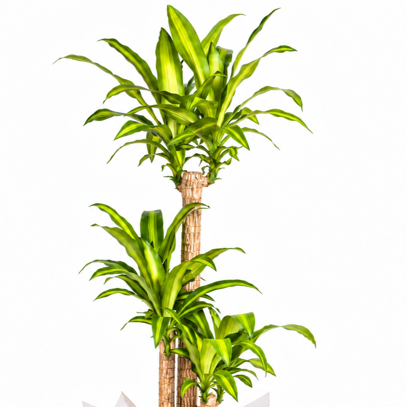 Planta dracena massangeana