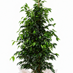 Planta ficus benjamina