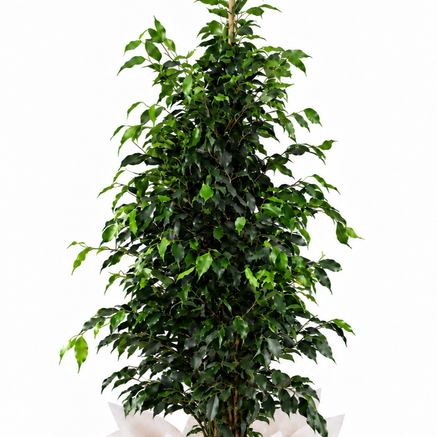 Planta ficus benjamina