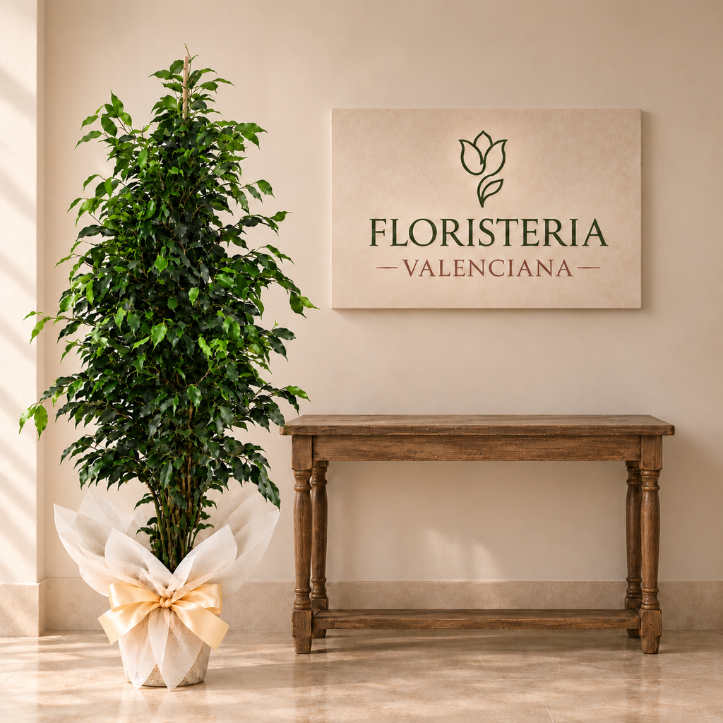 Planta ficus benjamina